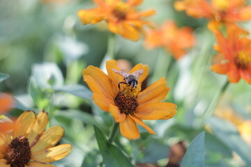 pollination of a flower