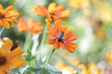 the last days of the passing summer