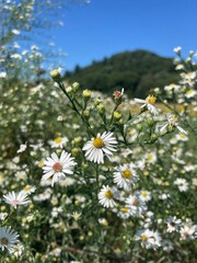 Closeup of white asters in a prairie 
