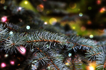 Obraz na płótnie Canvas Christmas tree on blurred background.