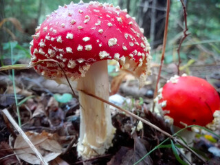 Amanita muscaria ,il colorato fungo rosso molto velenoso