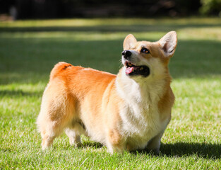 
welsh corgi cardigan walks in the park