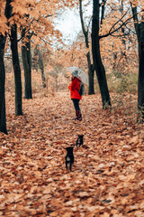 Obraz premium Hiking with the dog, A young girl in sports uniform walks with two puppies in the mountains in the autumn forest. Woman with transparent umbrella