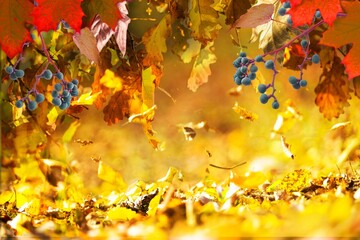 Autumn natural background, colored maple leaves are flying and falling down. Autumnal landscape.