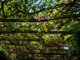 restaurant in turkey, Alarahan city, decoration and design, plants