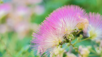 Tropical shrub albizia