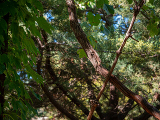 restaurant in turkey, Alarahan city, decoration and design, plants