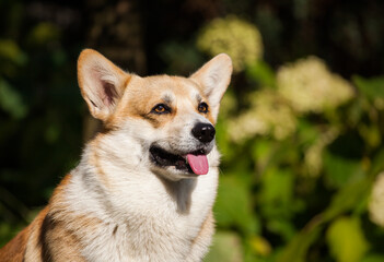 Welsh corgi cardigan and his show awards