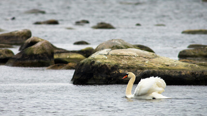 Mute swan swimming in the water