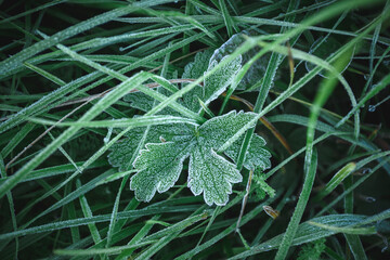First autumn frosts. Frost on green grass