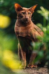 A brown oriental cat sits near a flower bed with greenery.