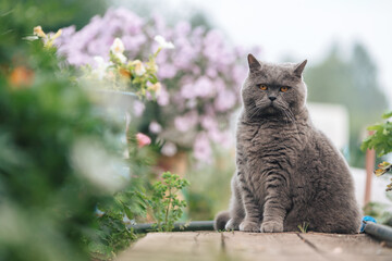 A gray British cat sits on a wooden sidewalk near a flower bed with greenery.