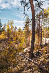 Golden autumn in Karelia. Autumn forest dressed up in autumn decoration.