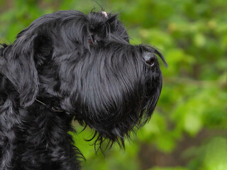 
Black dog portrait 