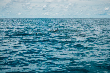 Obraz premium Natural background. The open blue Indian Ocean and a flock of dolphins jumping out of the water.