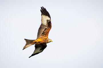 Red kite bird in the air!