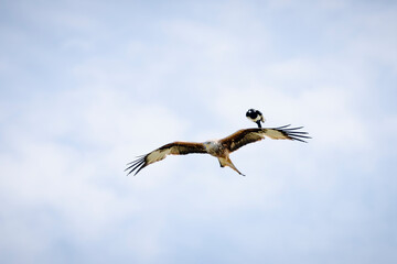 Red kite flying in the air!