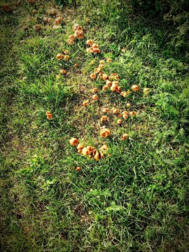 autumn leaves on the ground