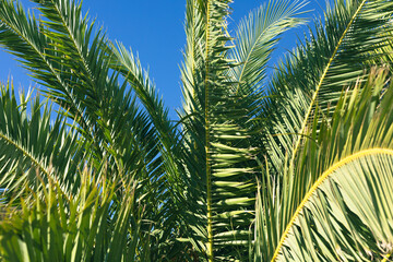Tropical palm leaves, blurred background