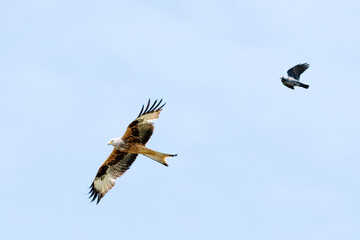 Red kite and a crow in the air!