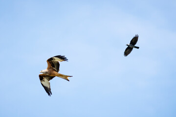 Red kite and a crow in the air