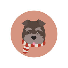 Dog schnauzer