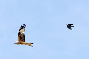 Red kite bird flying in the air