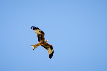 Red kite bird in the air
