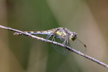 libellule sympètre rayé femelle Sympetrum striolatum sur une branche