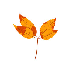 Withered autumn motley leaf. Fallen leaf with variegated texture