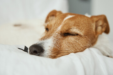 Dog sleeps at bed. Pet resting at home. Jack Russell terrier relaxing