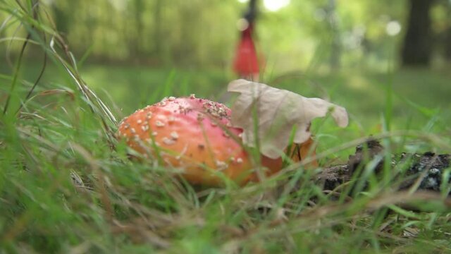 A witch walks through the forest looking for a fly agaric. The witch found a poisonous mushroom, was delighted and plucked it. Amanita for the witch's potion