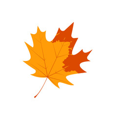 Withered autumn maple leaf. Fallen leaf with notley texture