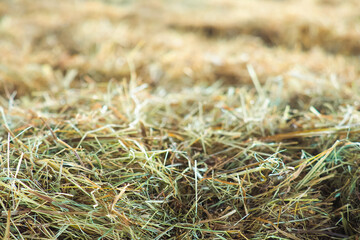 Hay grasses harvested, autumn background. Beautiful nature grass texture, animal food