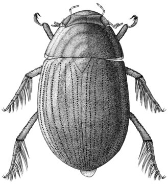 Ink Beetle Drawing in dorsal view (Coleoptera - Hydrophilidae family)