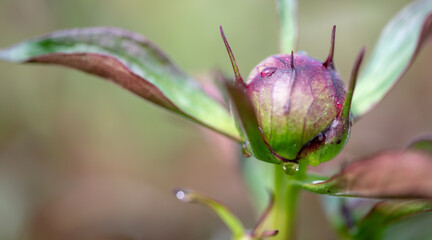 flower with dew drops