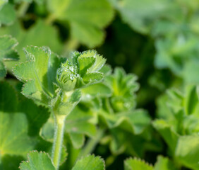 green leaves