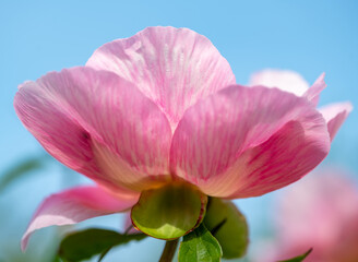 Obraz premium pink rose against sky