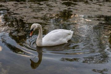 White swan swims on the river