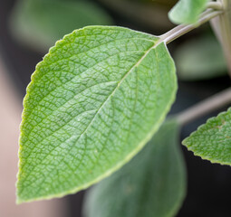 close up of green leaf