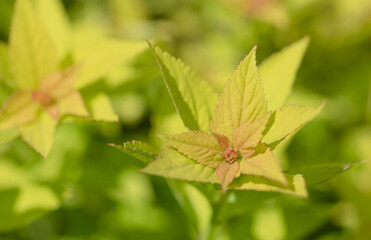 close up of plant