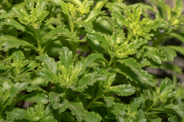 close up of herbs