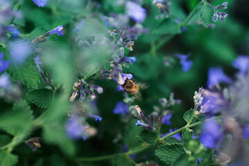  Purple flowers and bee collecting nectar and pollinating the lilac bush.