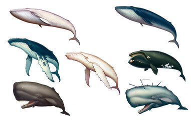 A large set of whales. Blue whale great illustration isolate art realistic.