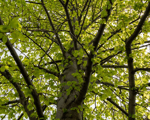 Fototapeta premium green leaves against the sky