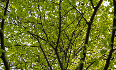 Fototapeta premium green leaves background