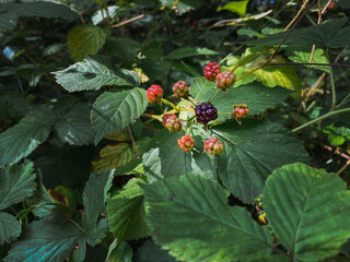 A group of Blackberries hanging on a branch in a Swedish forest.