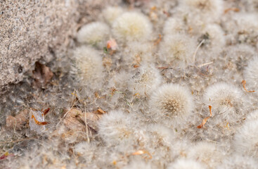 close up of old dandelions