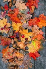 Fallen bright leaves, acorns, cones on wooden board. Autumn natural Background. symbol of fall...