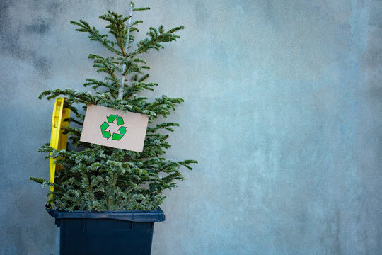 Christmas tree in bin with recycled sign cardboard
